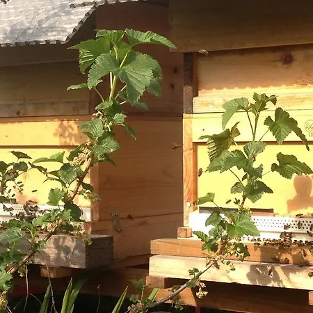 Klara Birnbaum Erlangen